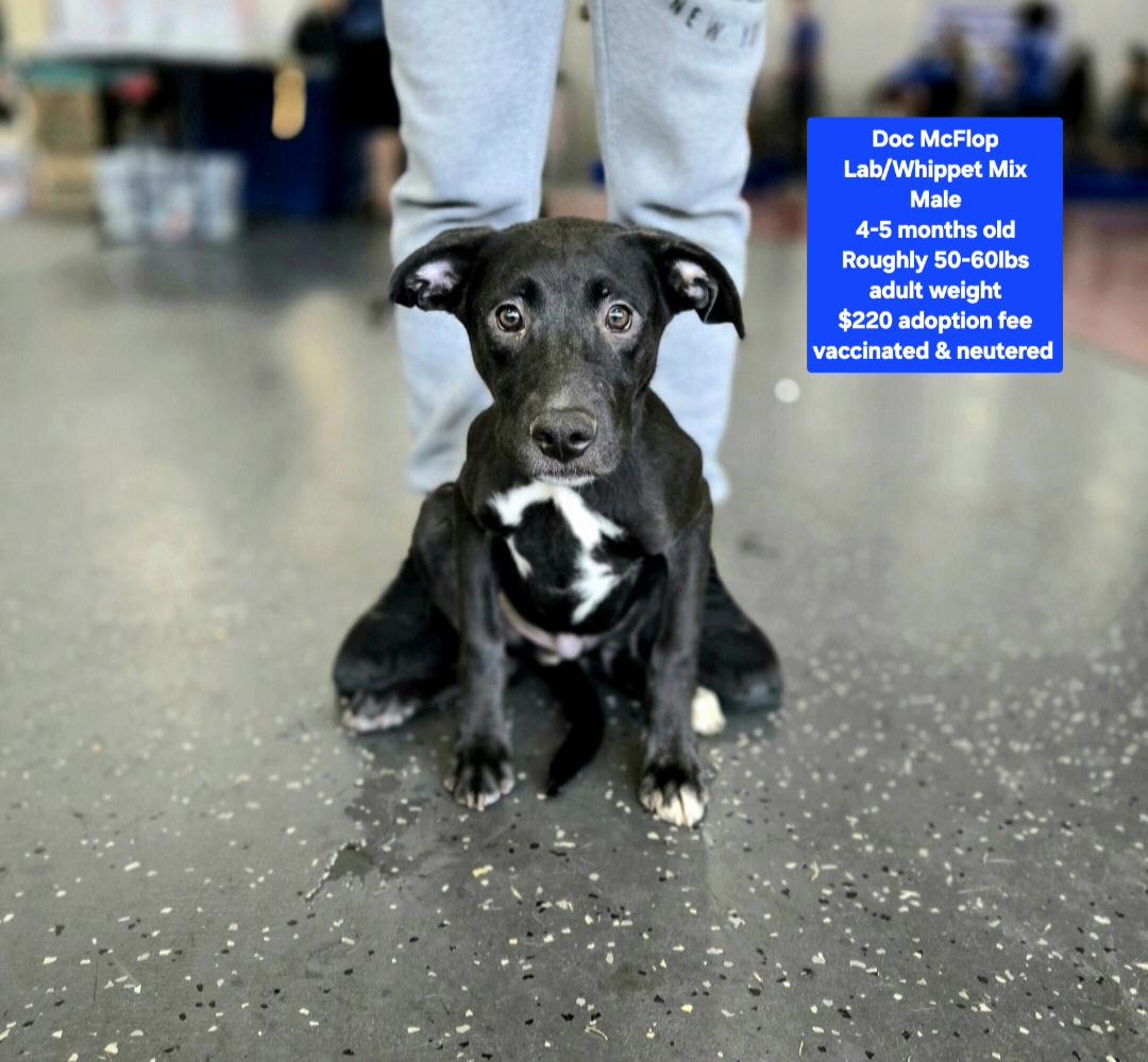 Doc McFlop, ADOPTABLE, Puppy Male Labrador Retriever.
