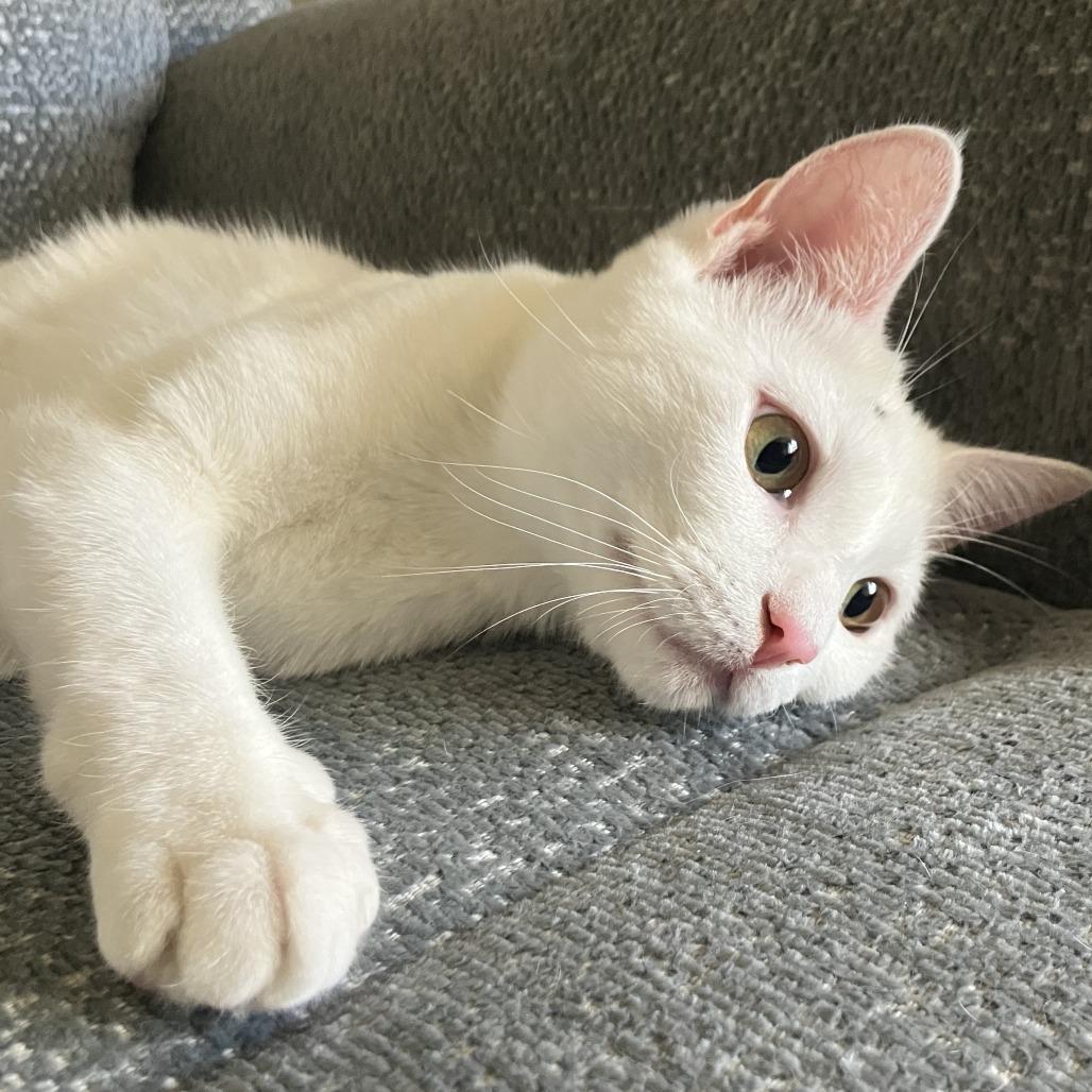 Enlarge Riot, a Adoptable Domestic Short Hair in Los Angeles, CA image 2/4