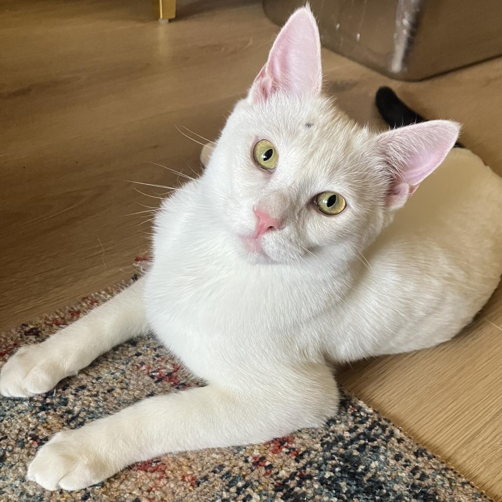Enlarge Riot, a Adoptable Domestic Short Hair in Los Angeles, CA image 3/4