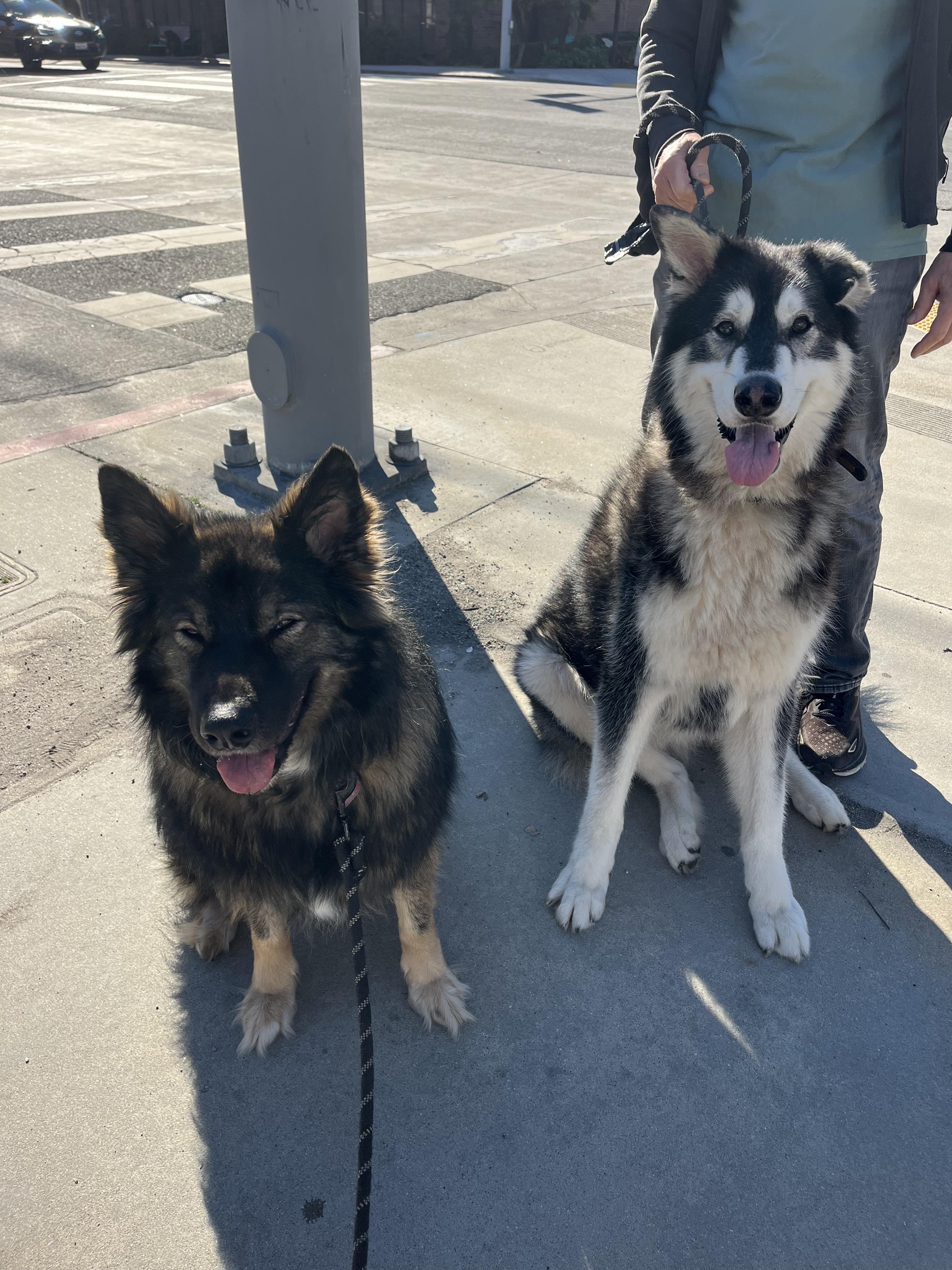 Enlarge Pebble , a ADOPTABLE mixed breed in Los Angeles, CA image 6/6