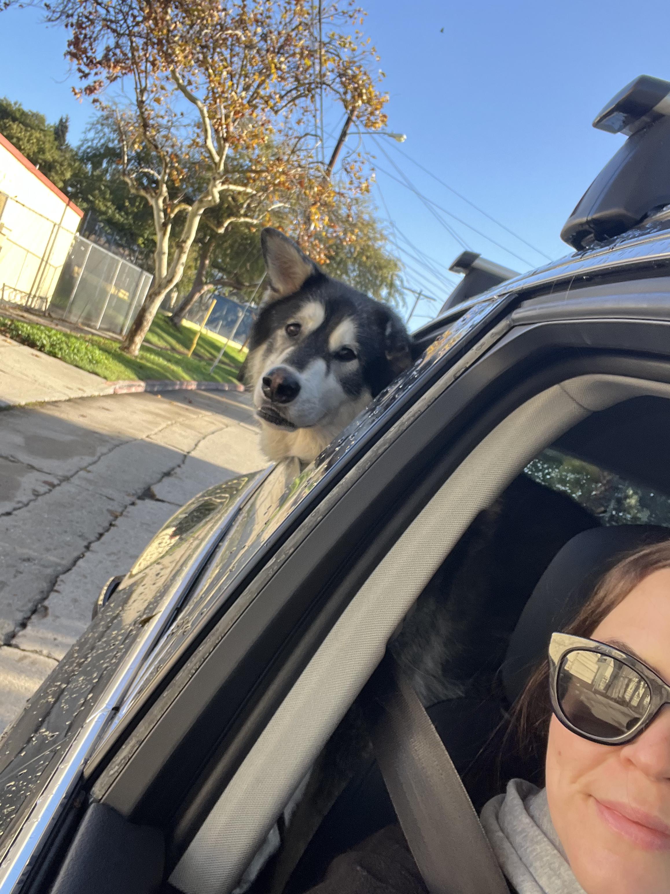 Enlarge Pebble , a ADOPTABLE mixed breed in Los Angeles, CA image 3/6