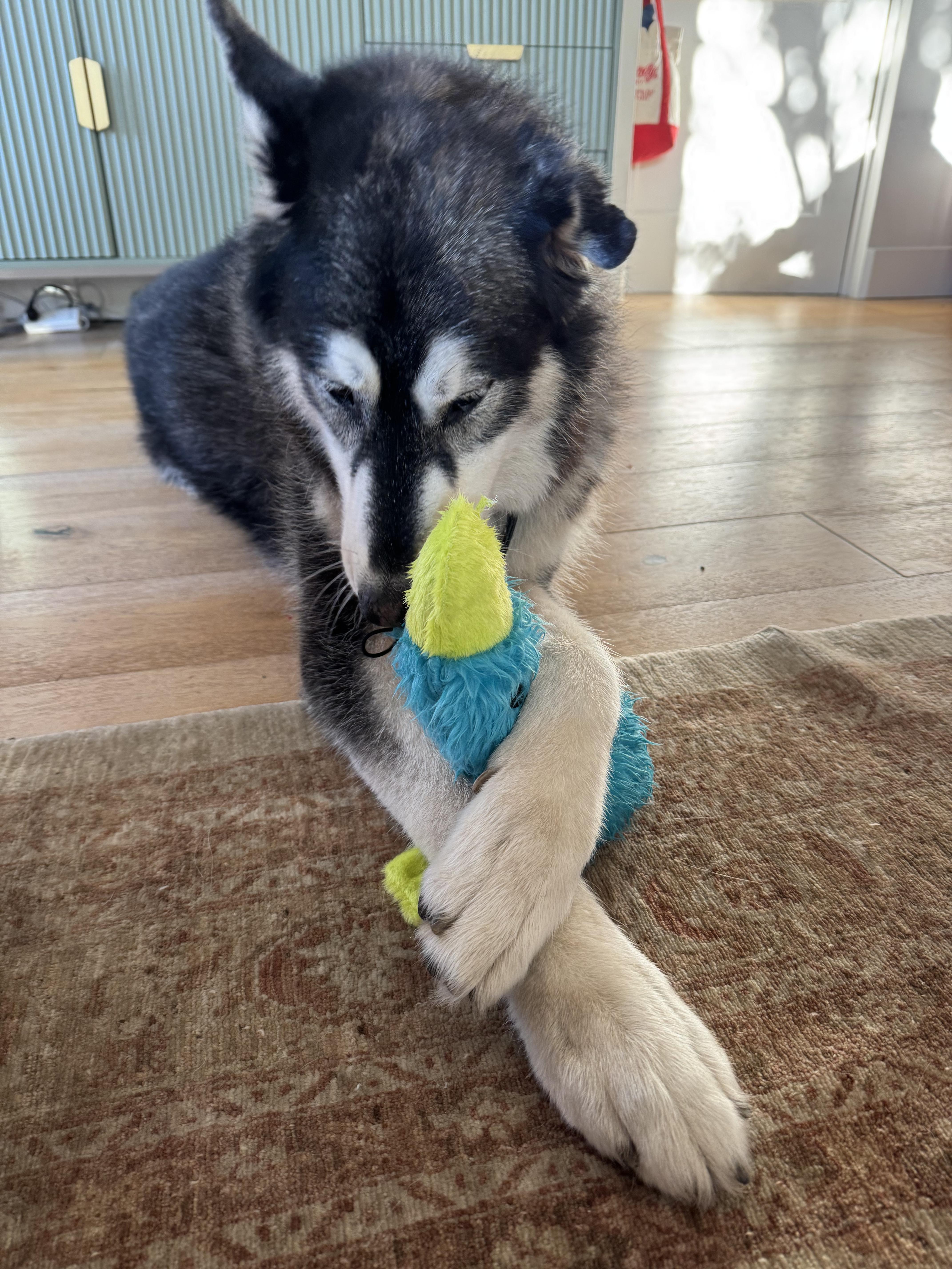 Enlarge Pebble , a ADOPTABLE mixed breed in Los Angeles, CA image 5/6