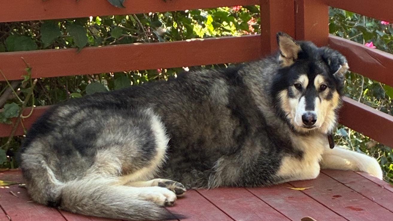 Enlarge Pebble , a ADOPTABLE mixed breed in Los Angeles, CA image 4/6