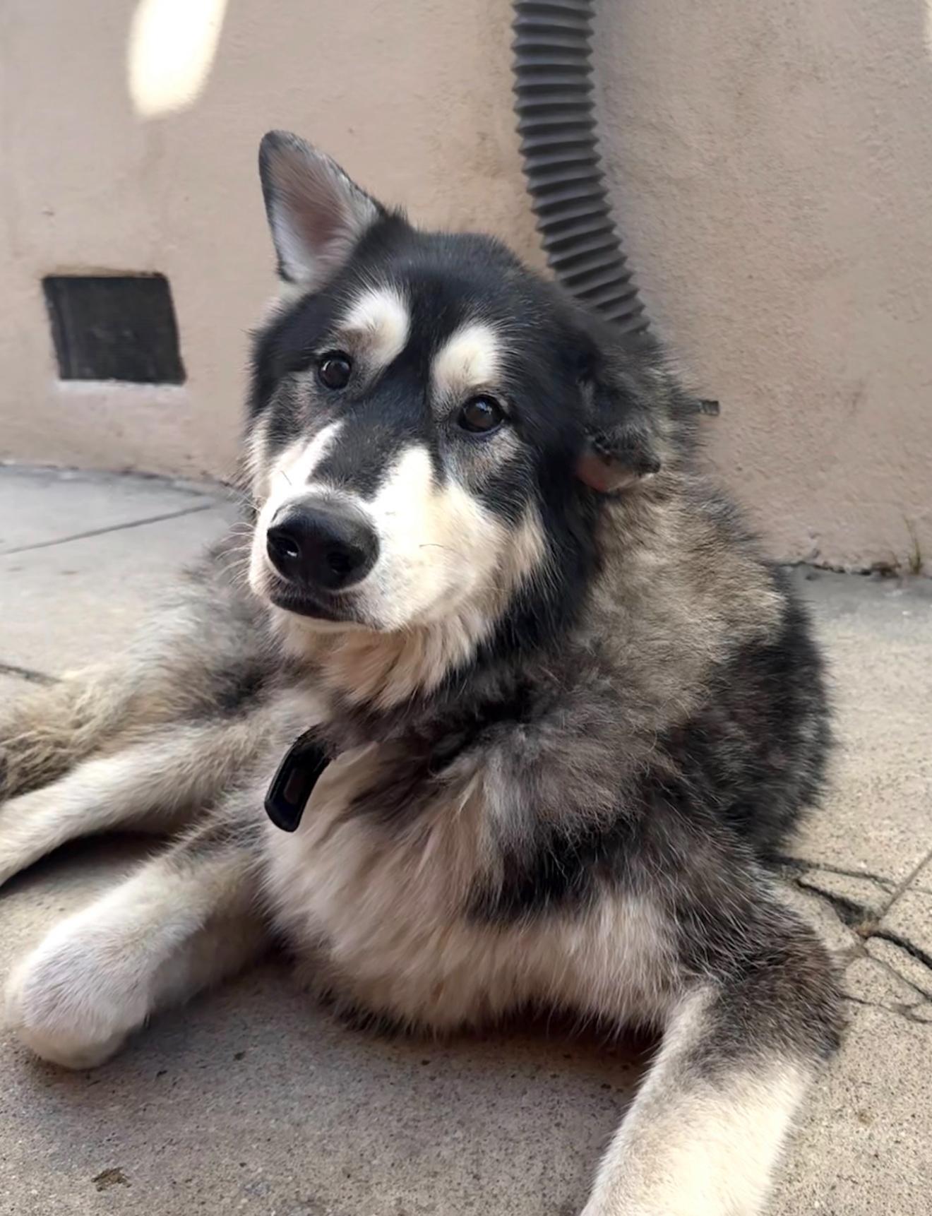 Enlarge Pebble , a ADOPTABLE mixed breed in Los Angeles, CA image 2/6