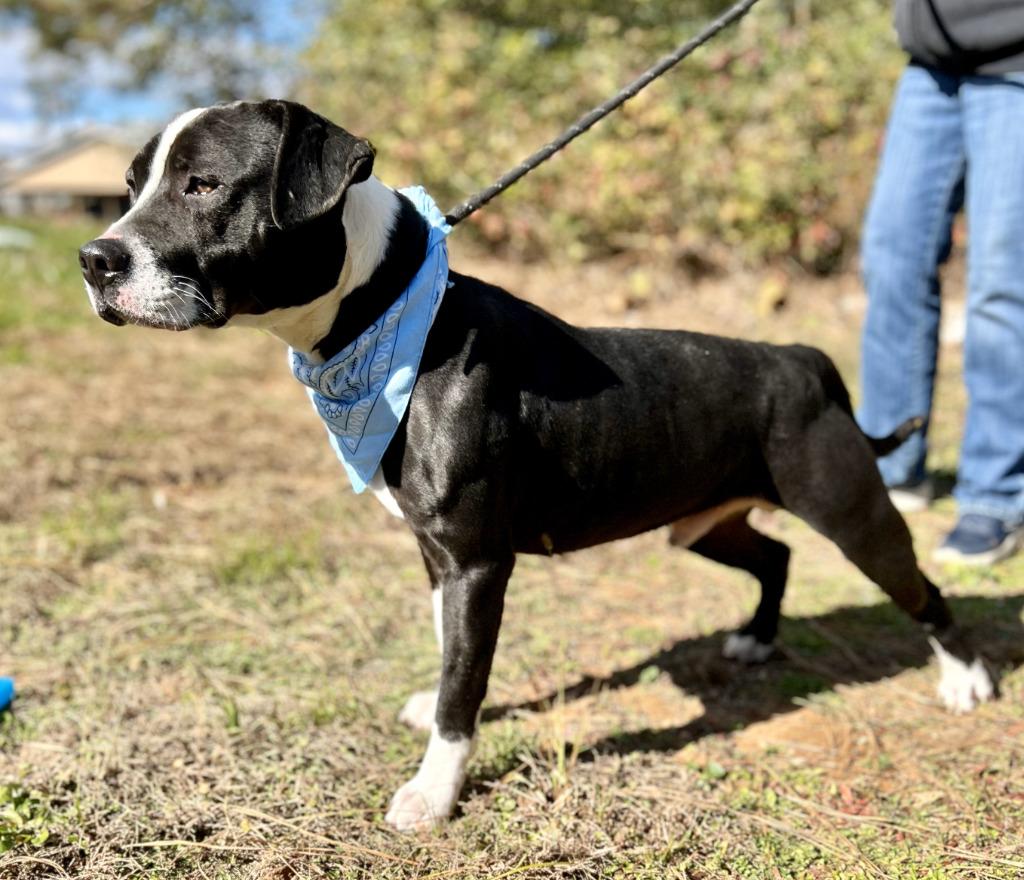 Blue, Adoptable, Adult Male Mixed Breed.