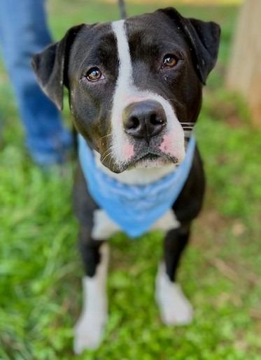 Enlarge Blue, a Adoptable mixed breed in Ellijay, GA image 2/6