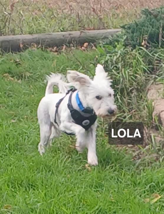Lola, Adopted, Adult Female West Highland White Terrier / Westie.