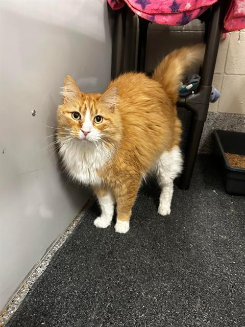 MCKIBBON, Adoptable, Adult Male Domestic Long Hair.