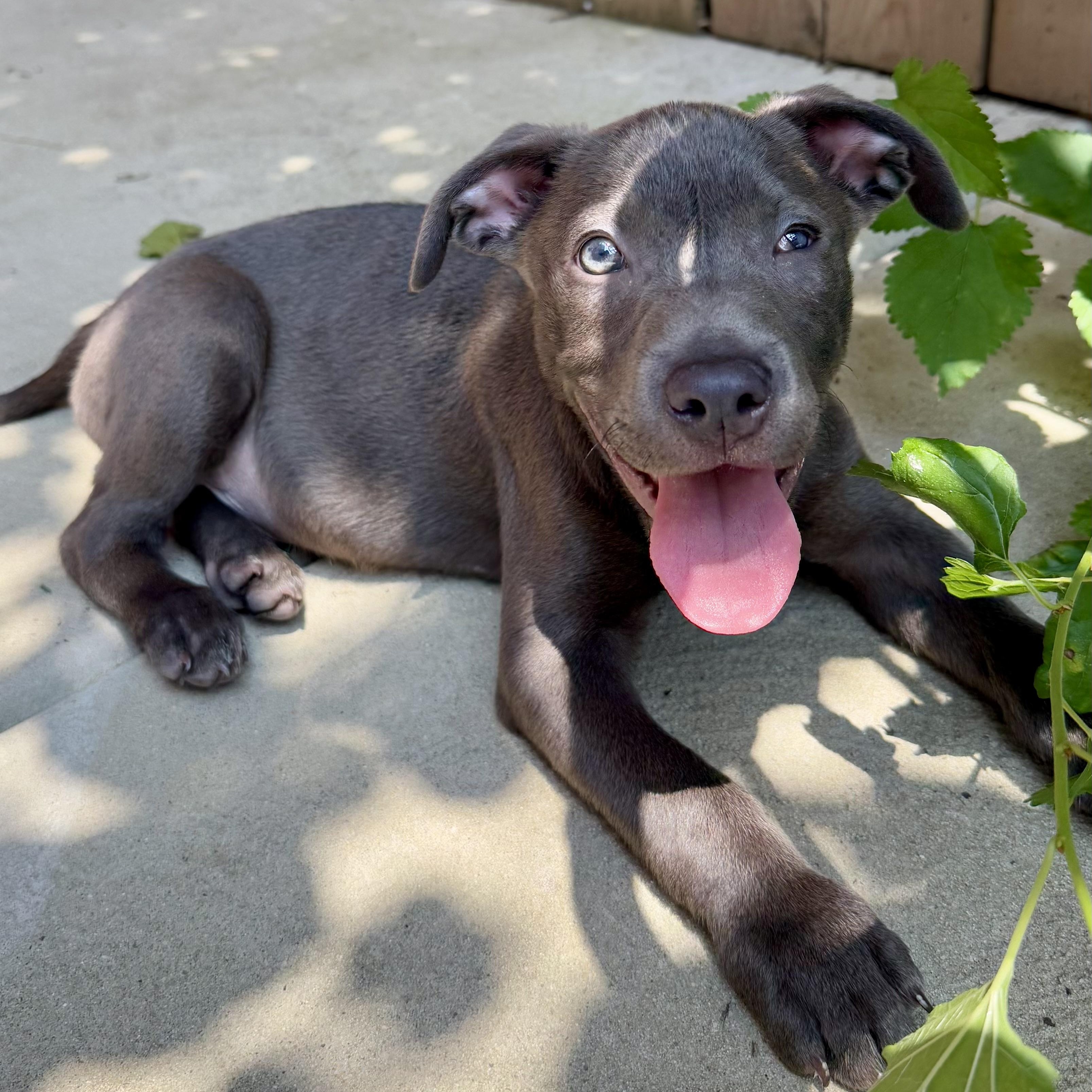 Will, Baby Male Pit Bull Terrier