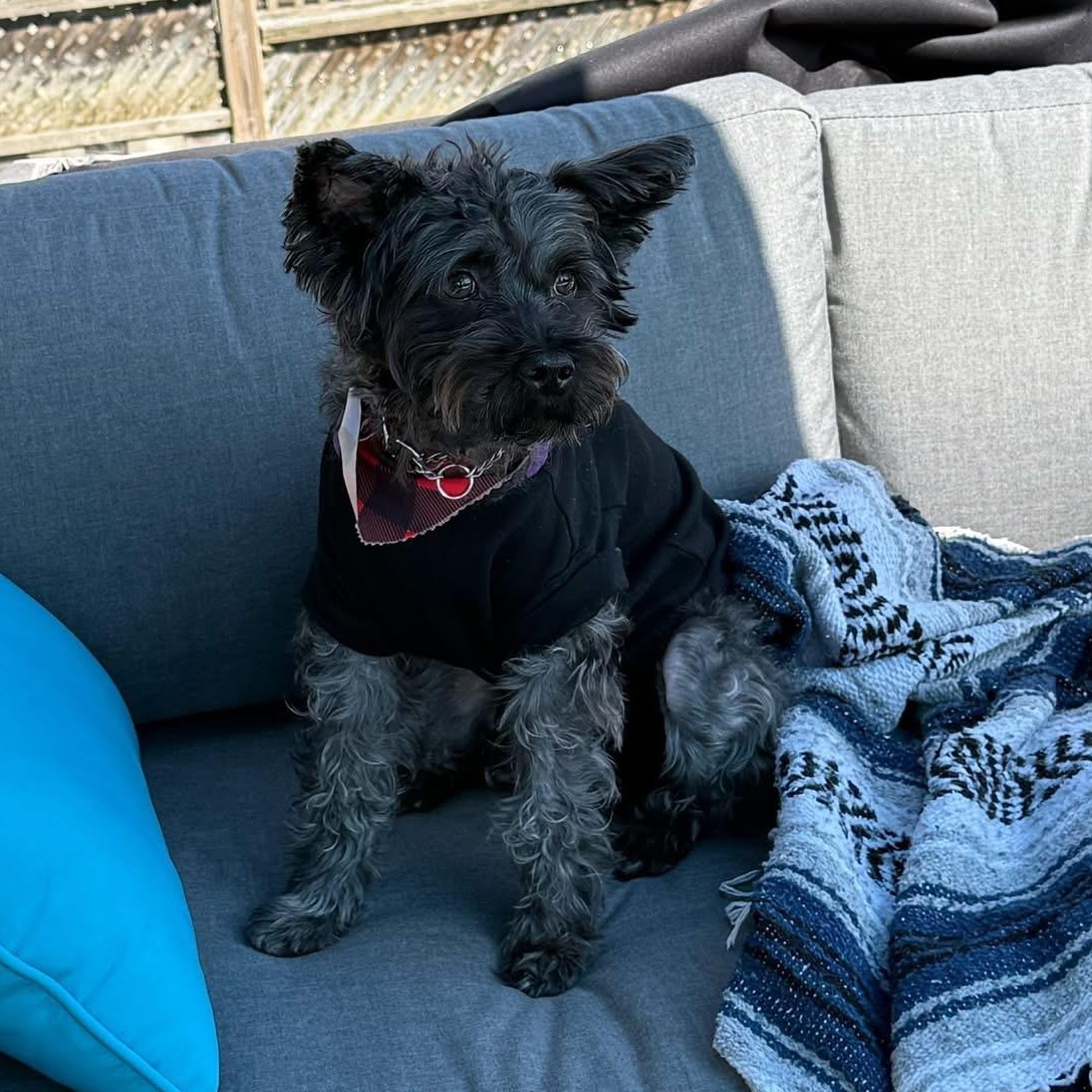 Enlarge Doobie, a Adoptable mixed breed in Barrie, ON image 3/4