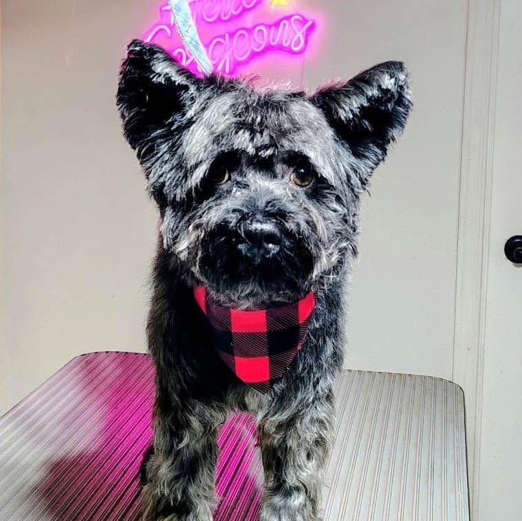 Enlarge Doobie, a Adoptable mixed breed in Barrie, ON image 2/4