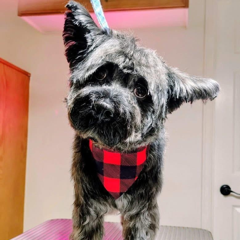 Enlarge Doobie, a Adoptable mixed breed in Barrie, ON image 4/4