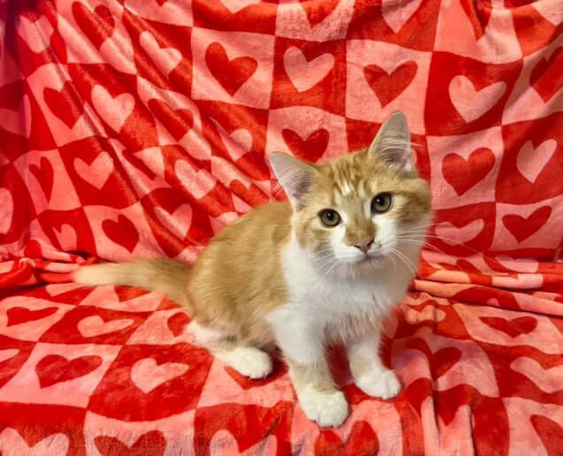 Linus, an adopted Domestic Short Hair in Bell Gardens, CA image 1/3