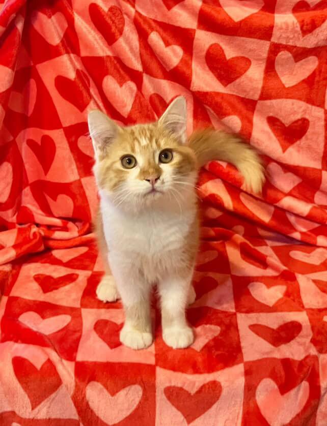 Linus, an adopted Domestic Short Hair in Bell Gardens, CA image 2/3