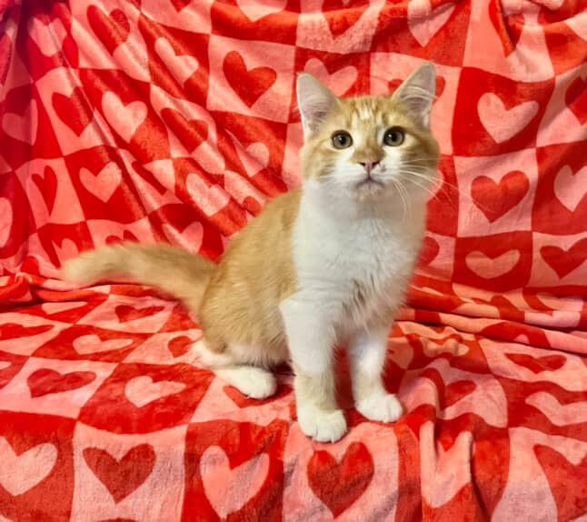 Linus, an adopted Domestic Short Hair in Bell Gardens, CA image 3/3