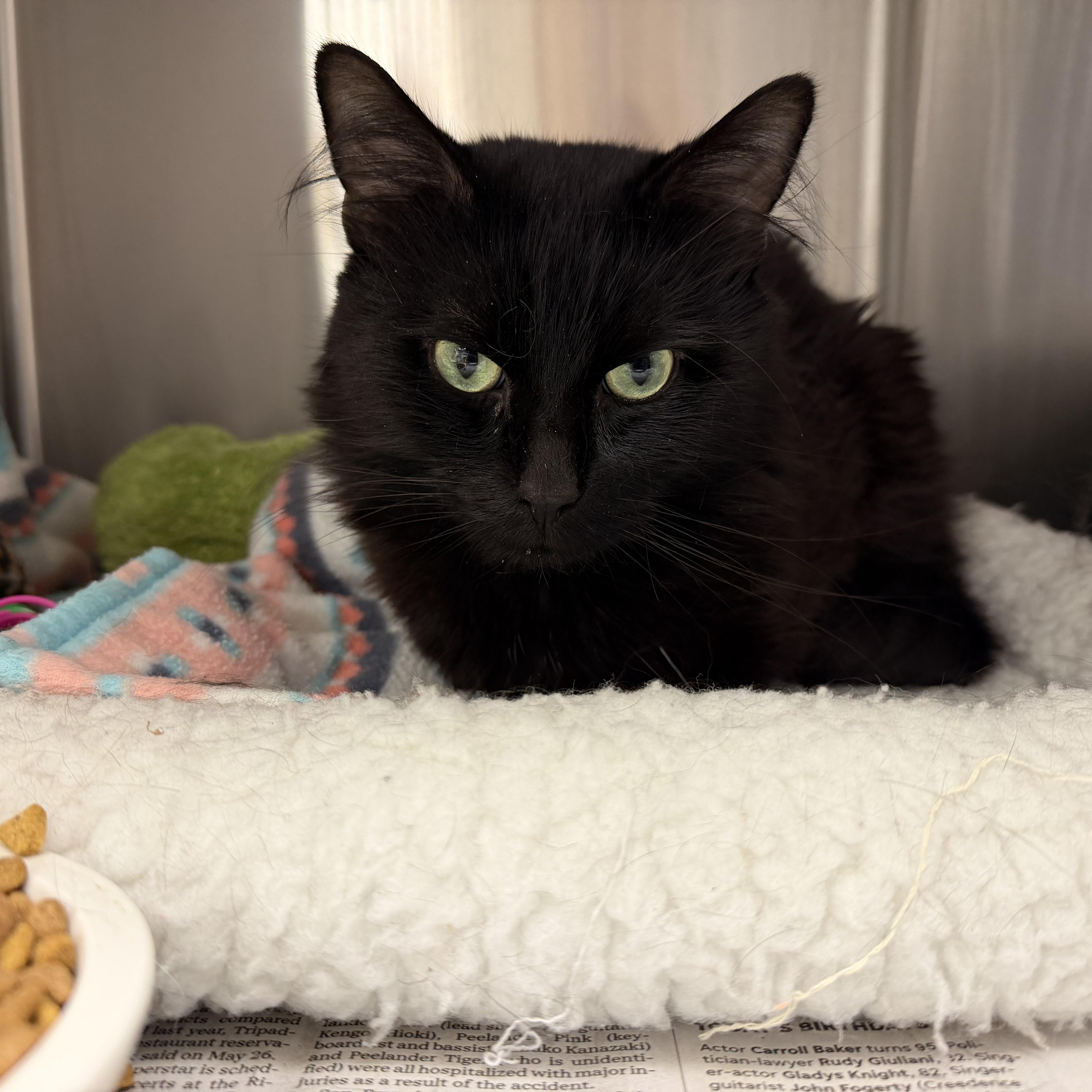 Enlarge Stormy and Louie (bonded sister/brother), a Adoptable mixed breed in North Kingstown, RI image 3/6