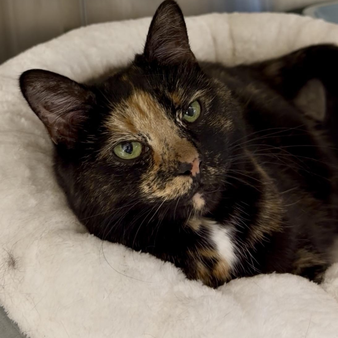 Enlarge Stormy and Louie (bonded sister/brother), a Adoptable mixed breed in North Kingstown, RI image 2/6