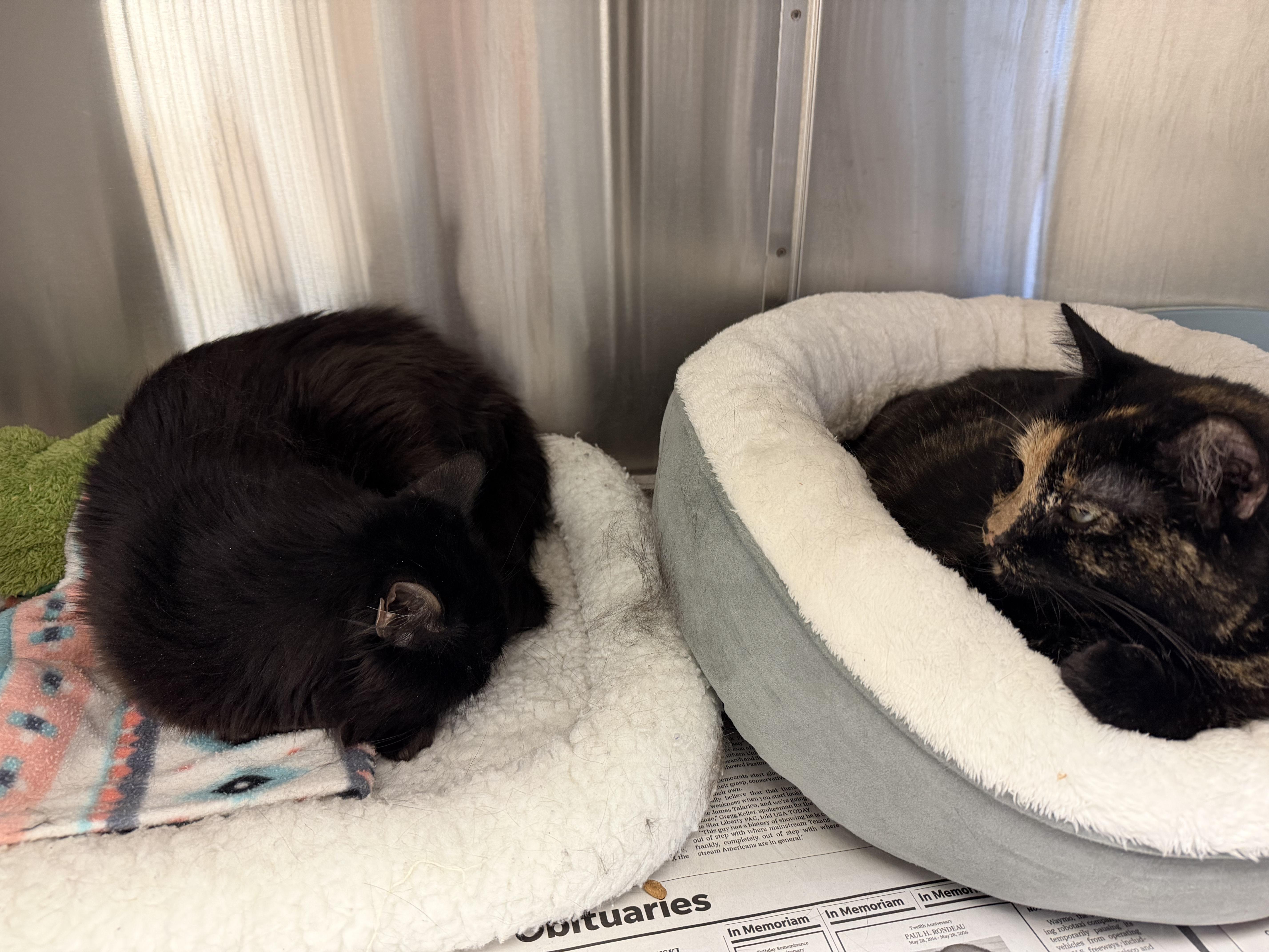 Enlarge Stormy and Louie (bonded sister/brother), a Adoptable mixed breed in North Kingstown, RI image 1/6