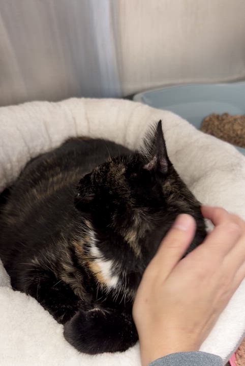 Enlarge Stormy and Louie (bonded sister/brother), a Adoptable mixed breed in North Kingstown, RI video 5/6