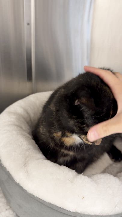 Enlarge Stormy and Louie (bonded sister/brother), a Adoptable mixed breed in North Kingstown, RI video 4/6