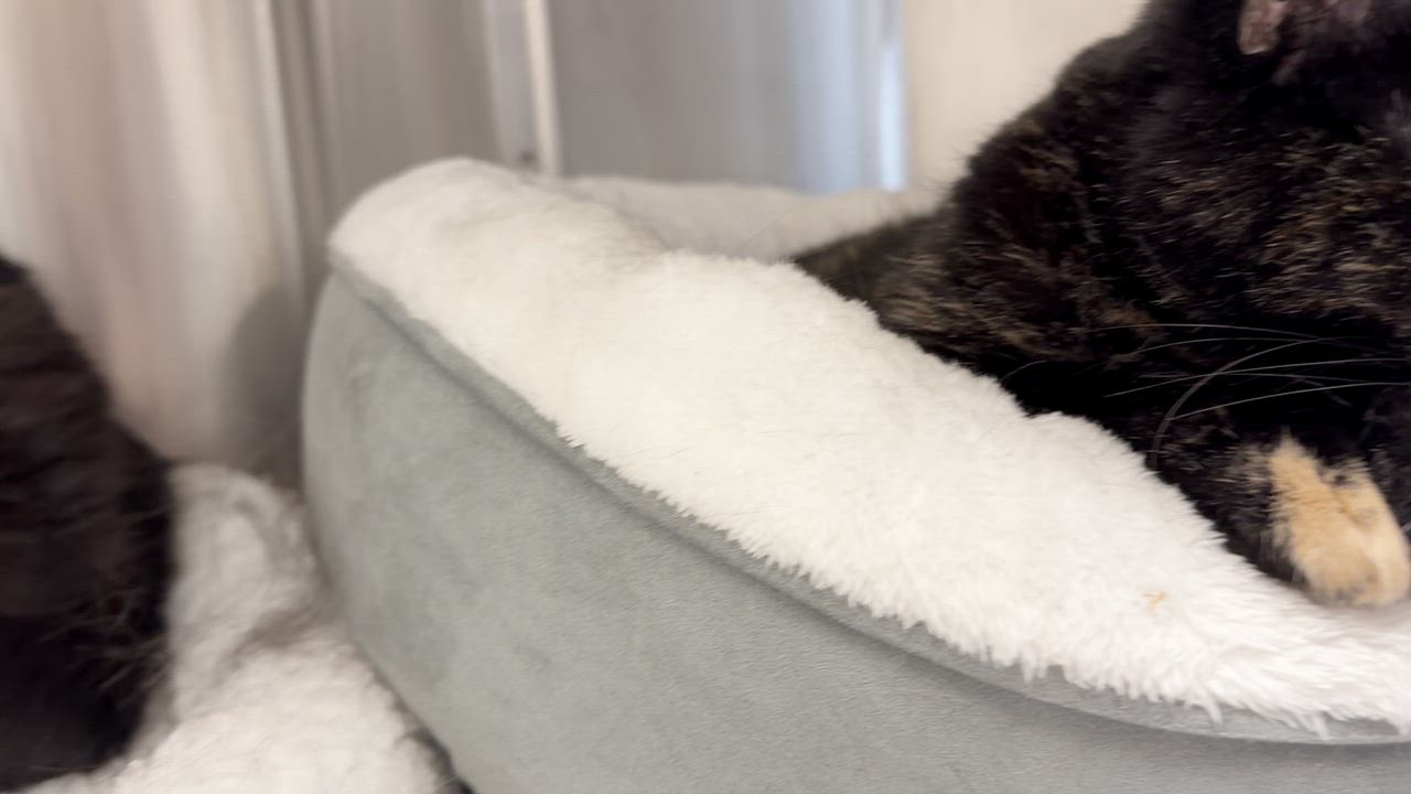Enlarge Stormy and Louie (bonded sister/brother), a Adoptable mixed breed in North Kingstown, RI video 6/6