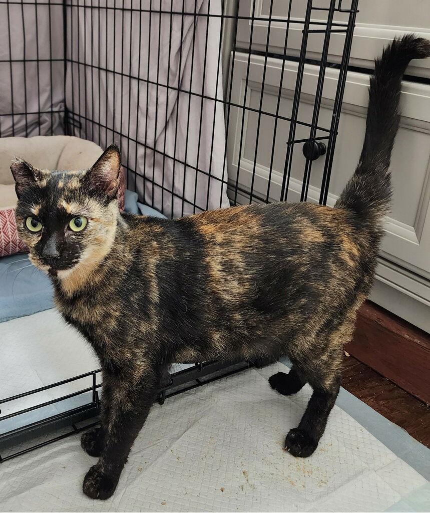 Enlarge Toph, a Adopted mixed breed in Redding, CA image 2/6