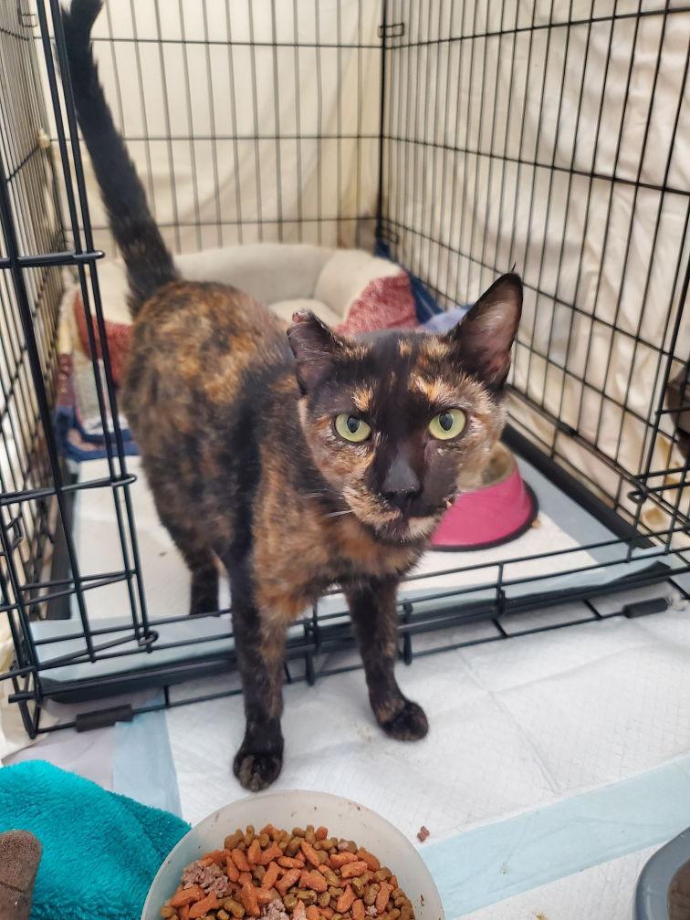 Toph, Adopted, Young Female Tortoiseshell & Domestic Short Hair.