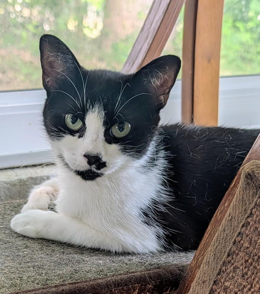 Sabrina, a Adoptable Domestic Short Hair in Louisa, VA image 1/4