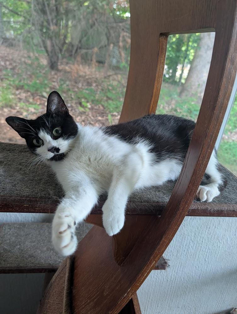 Sabrina, a Adoptable Domestic Short Hair in Louisa, VA image 2/4