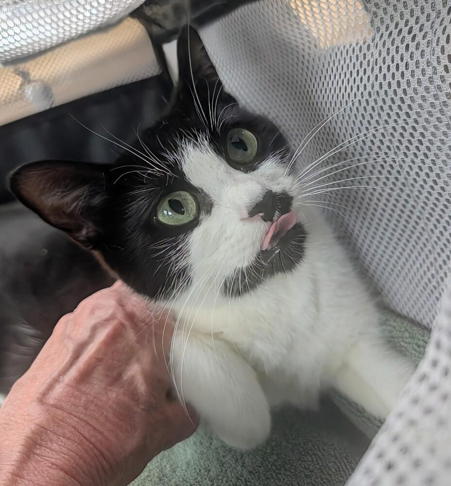 Enlarge Sabrina, a Adoptable Domestic Short Hair in Louisa, VA image 1/2