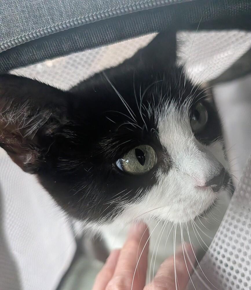 Enlarge Sabrina, a Adoptable Domestic Short Hair in Louisa, VA image 2/2