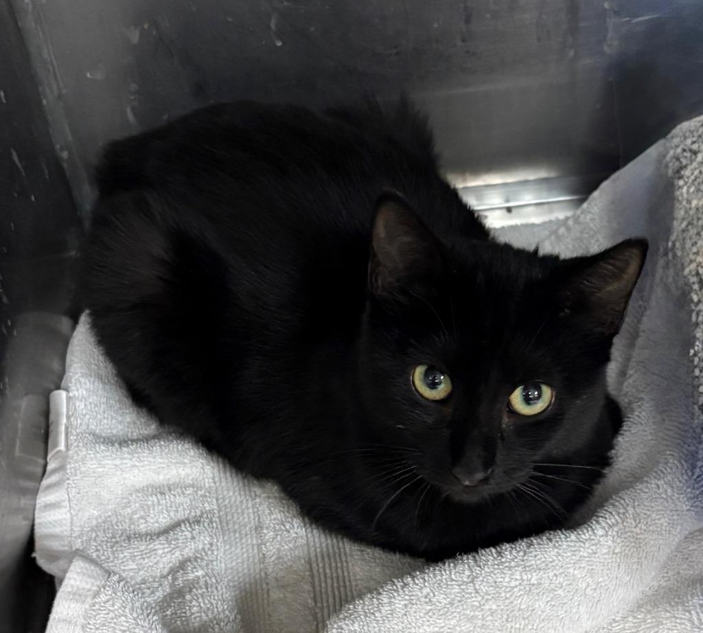 Enlarge Trixie, a Adoptable mixed breed in Little Rock, AR image 1/1