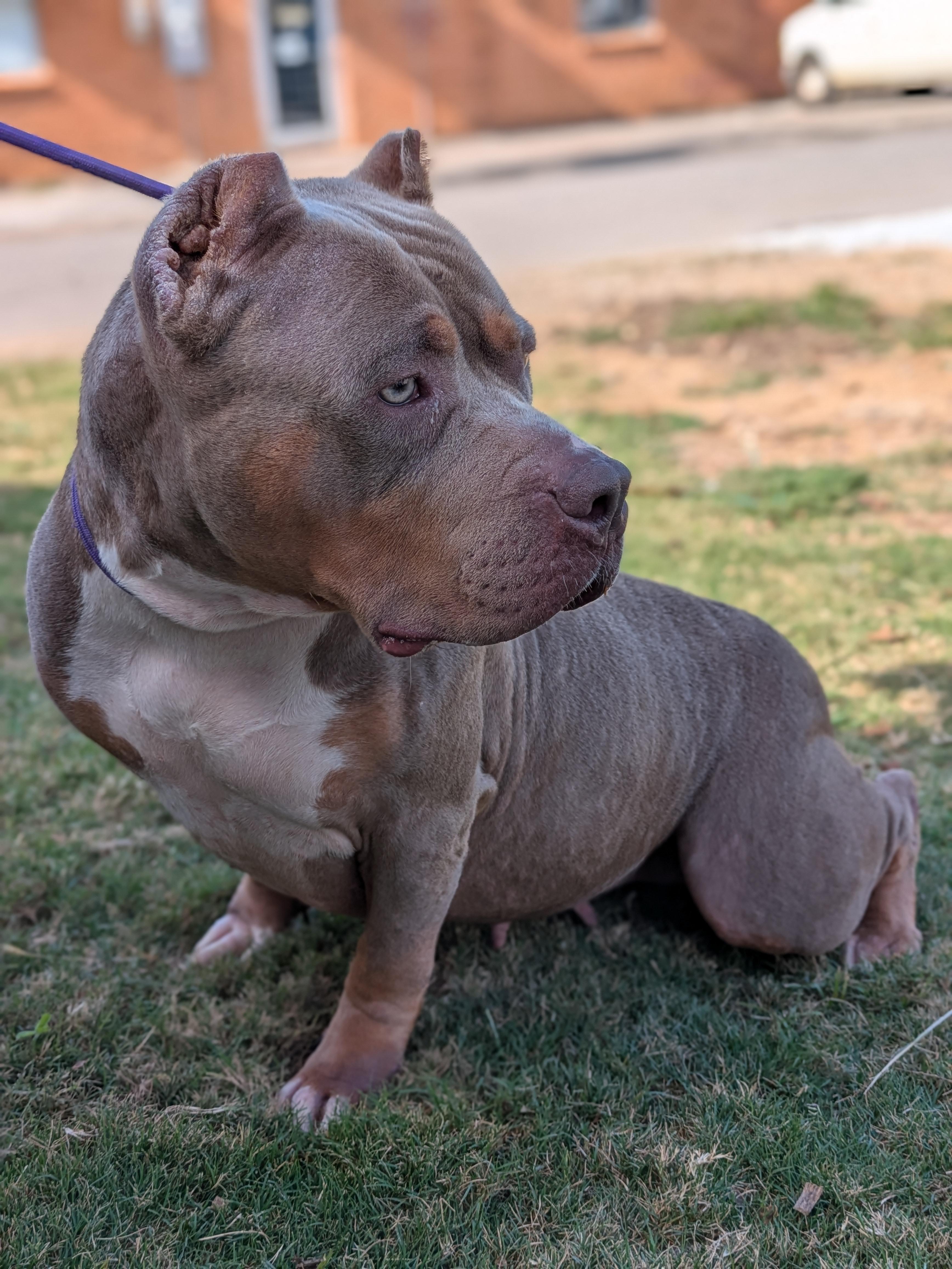 Prada, Adoptable, Adult Female American Bully.