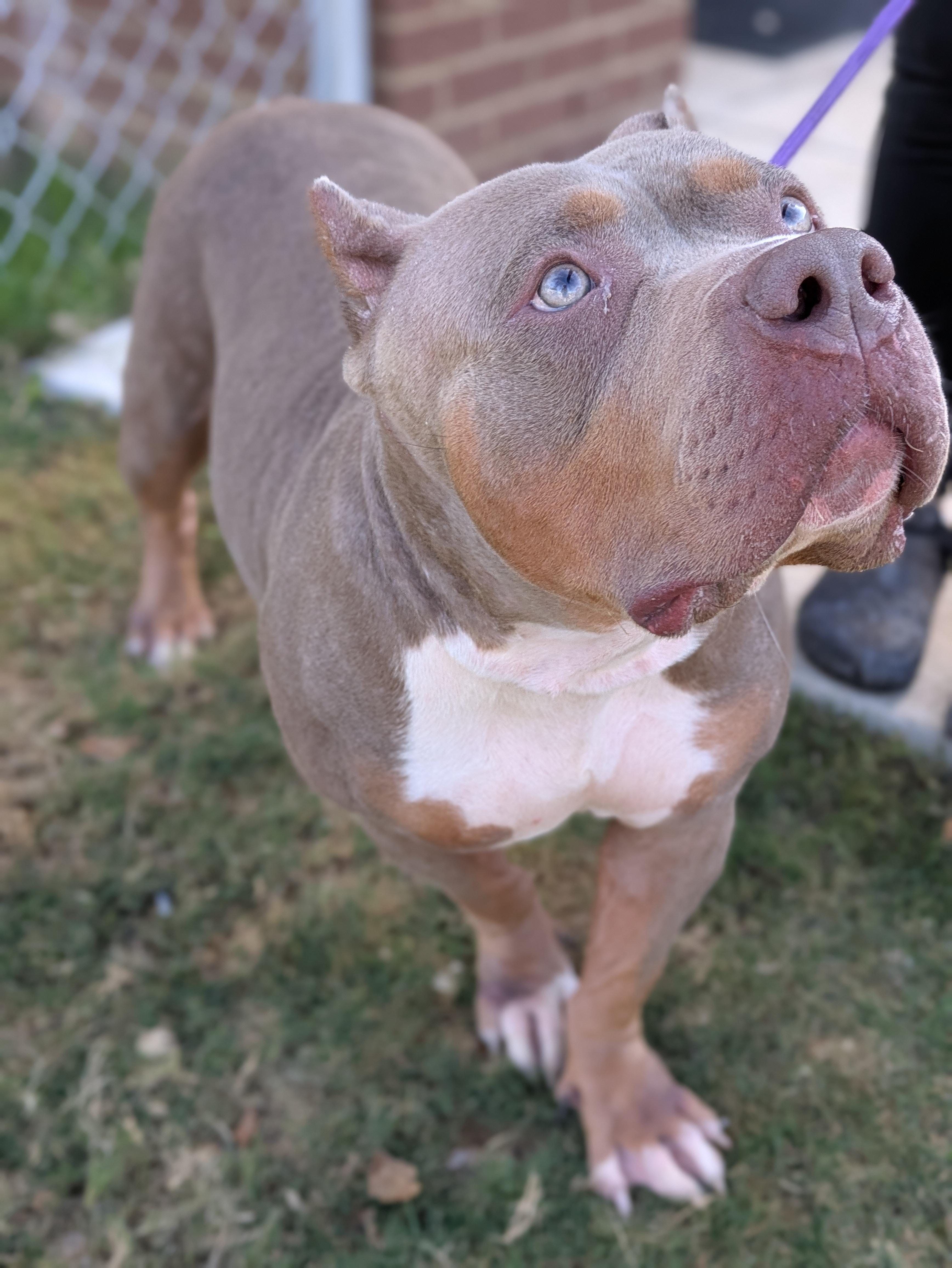 Enlarge Prada, a Adoptable American Bully in Huntsville, AL image 2/3
