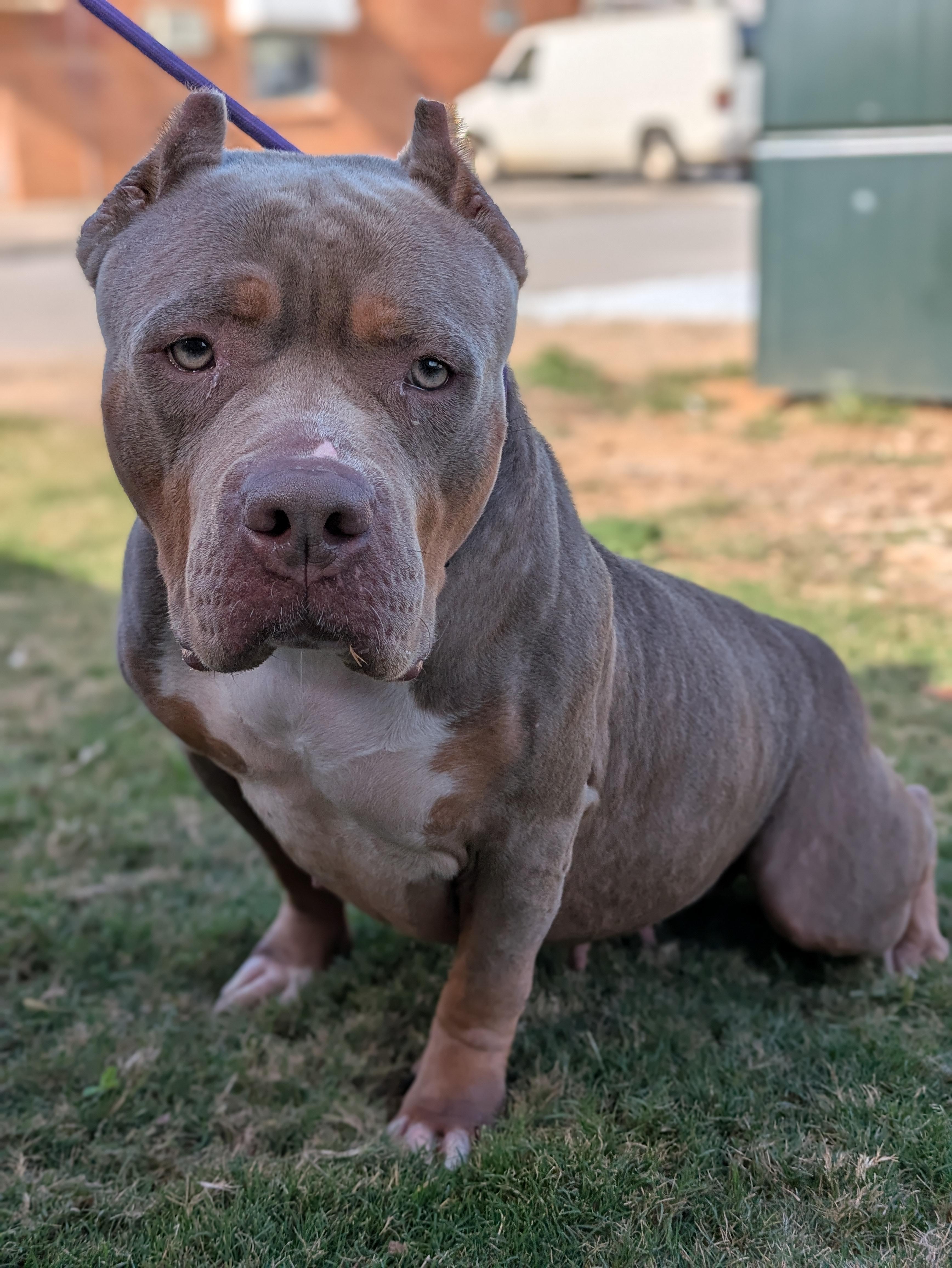 Enlarge Prada, a Adoptable American Bully in Huntsville, AL image 3/3