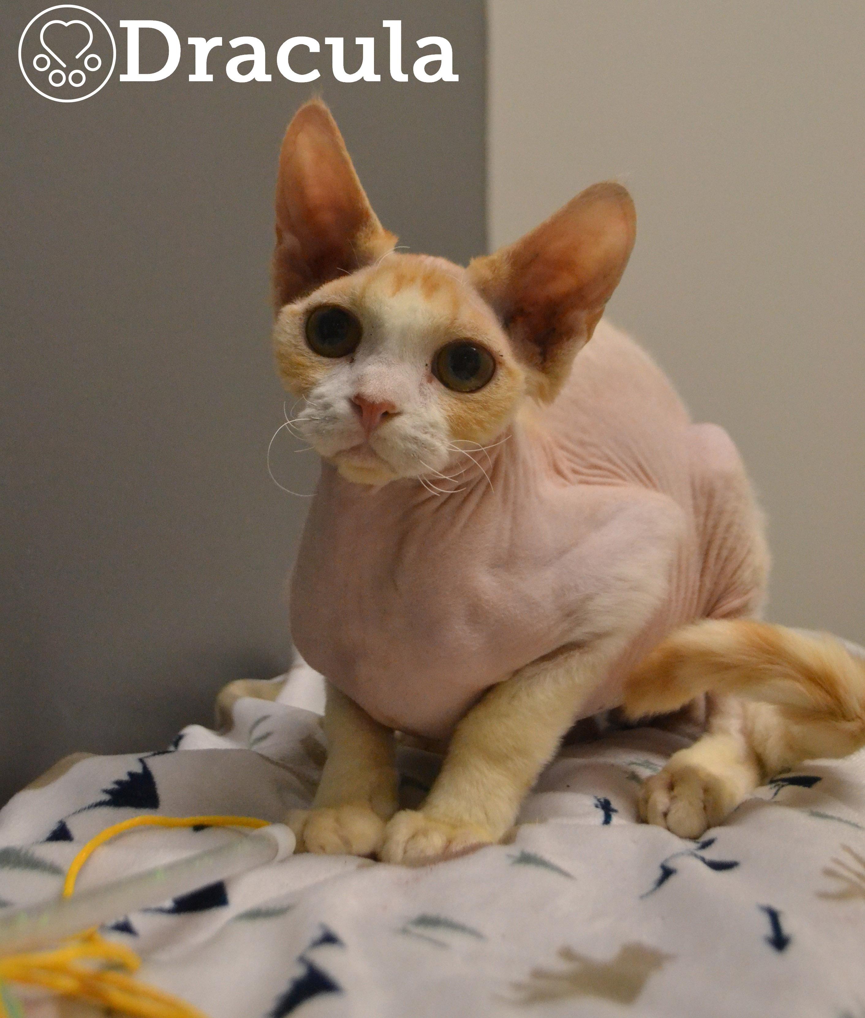 Dracula, adopted, Young Male Devon Rex.