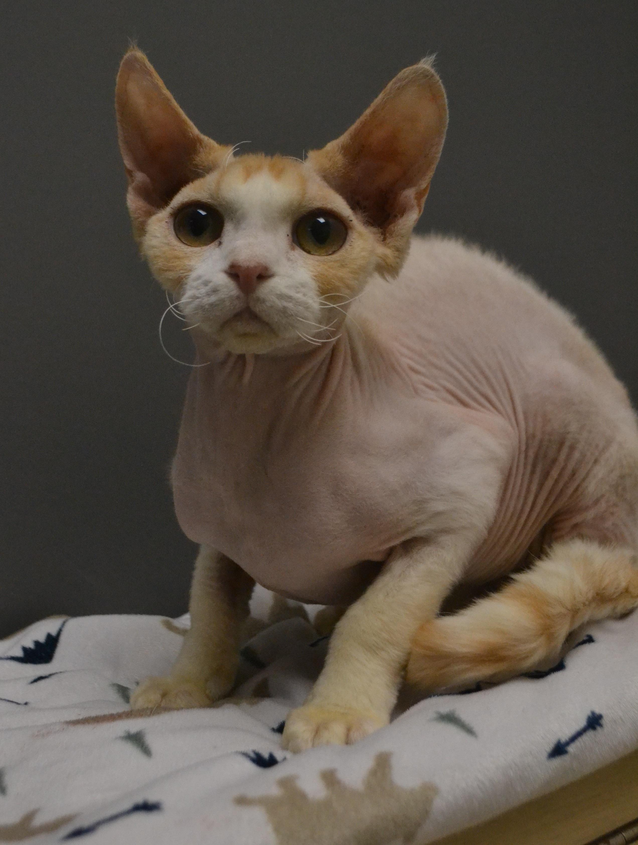 Enlarge Dracula, an adopted Devon Rex in Anjou, QC image 2/3