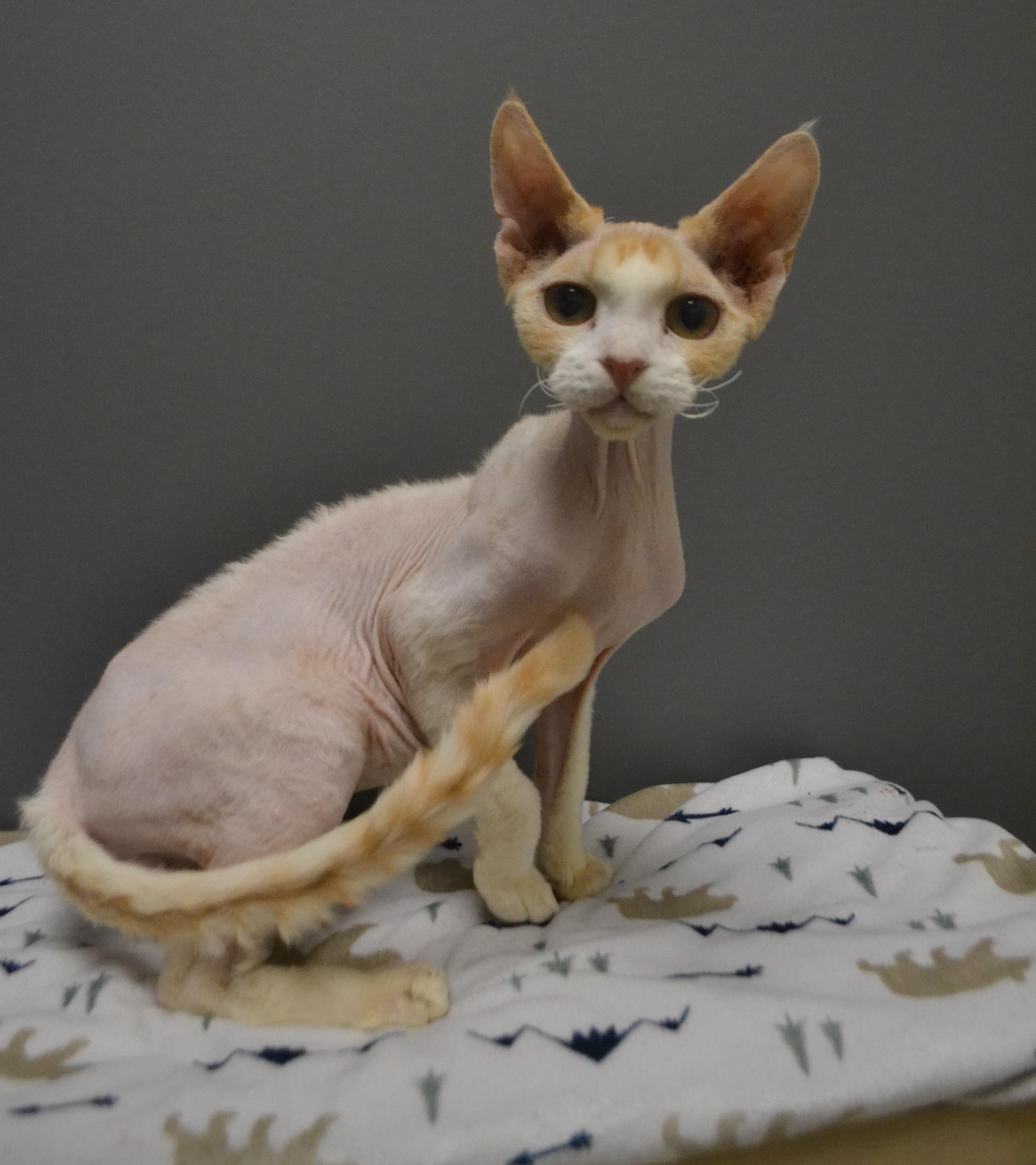 Enlarge Dracula, an adopted Devon Rex in Anjou, QC image 3/3