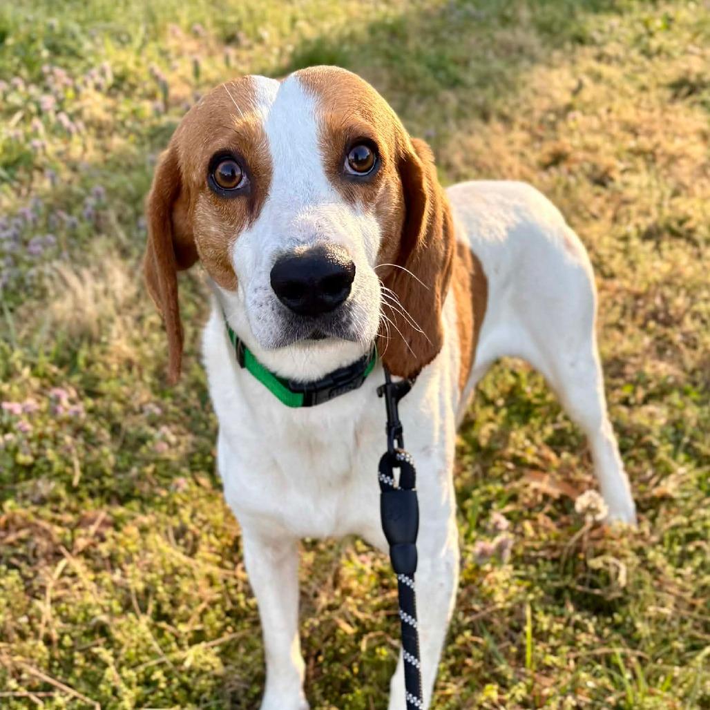 Archer, a Adoptable Hound in Fairfax Station, VA image 1/6