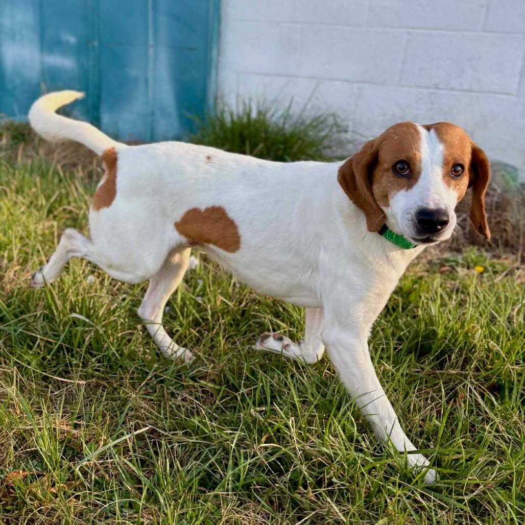 Archer, a Adoptable Hound in Fairfax Station, VA image 2/6
