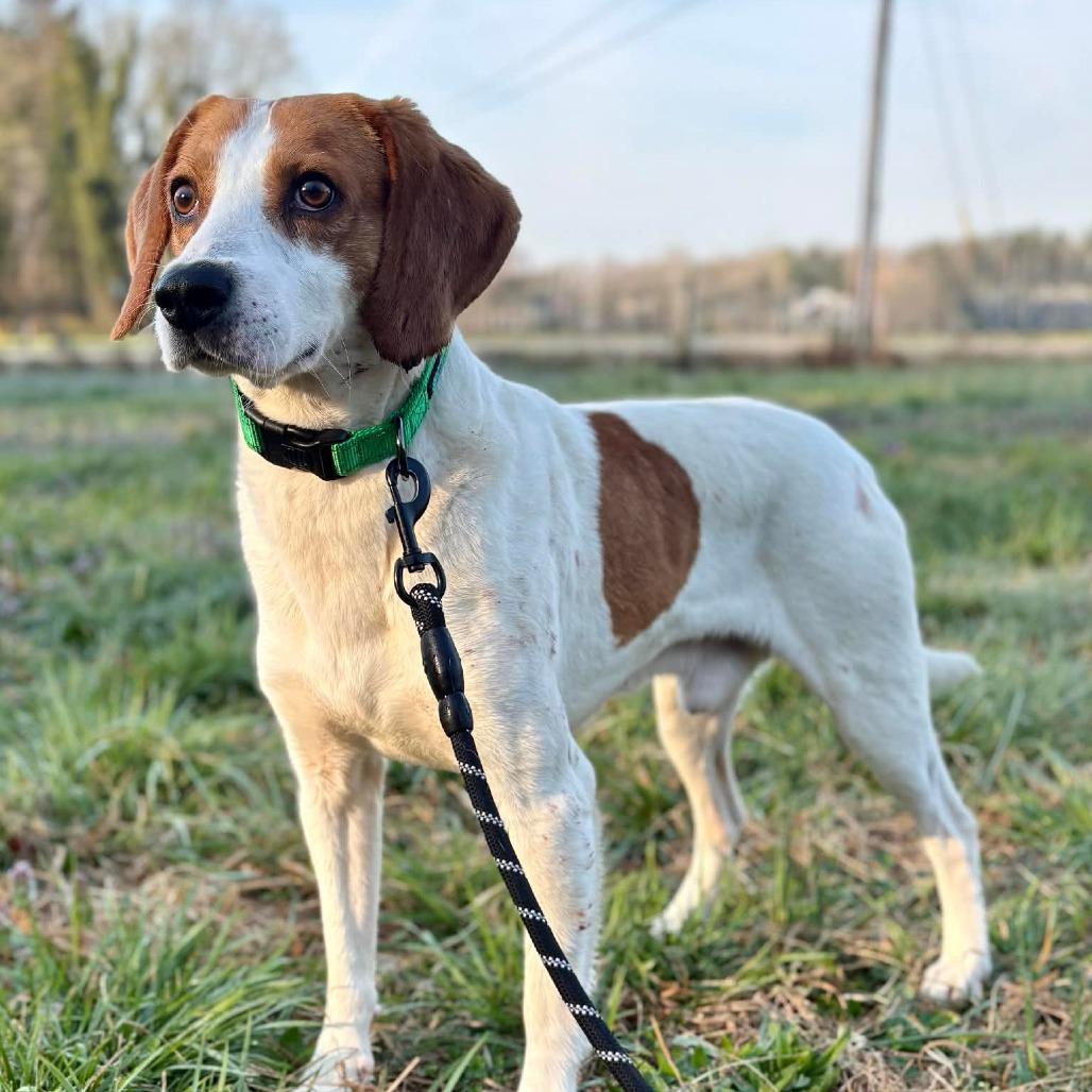 Archer, a Adoptable Hound in Fairfax Station, VA image 3/6