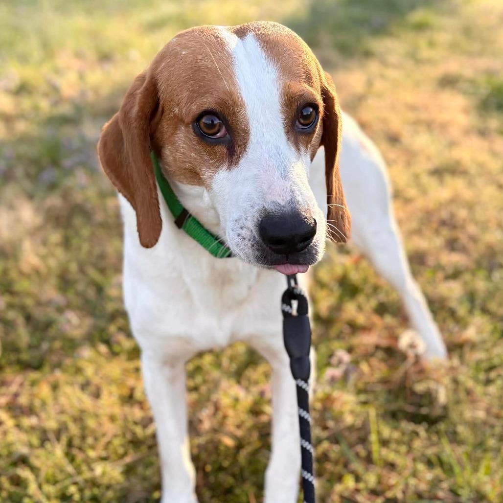 Archer, a Adoptable Hound in Fairfax Station, VA image 4/6