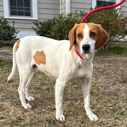 Archer, a Adoptable Hound in Fairfax Station, VA image 5/6