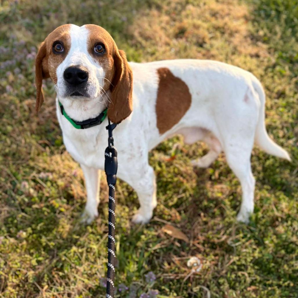 Archer, a Adoptable Hound in Fairfax Station, VA image 6/6