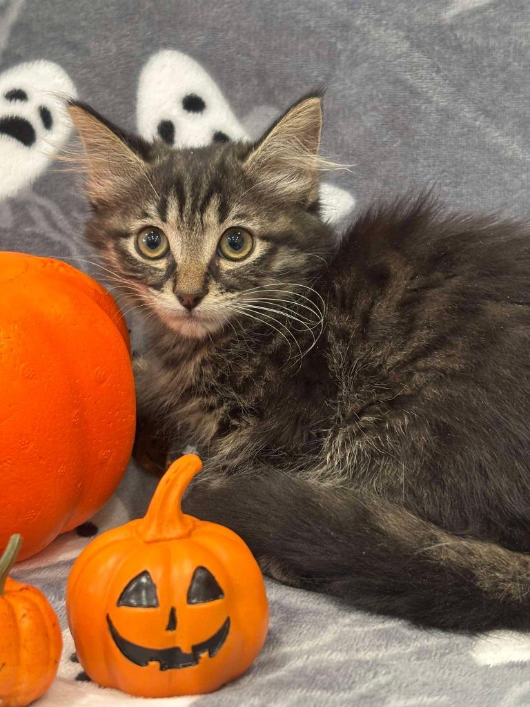 MAVIS, Adoptable, Kitten Female Domestic Medium Hair.
