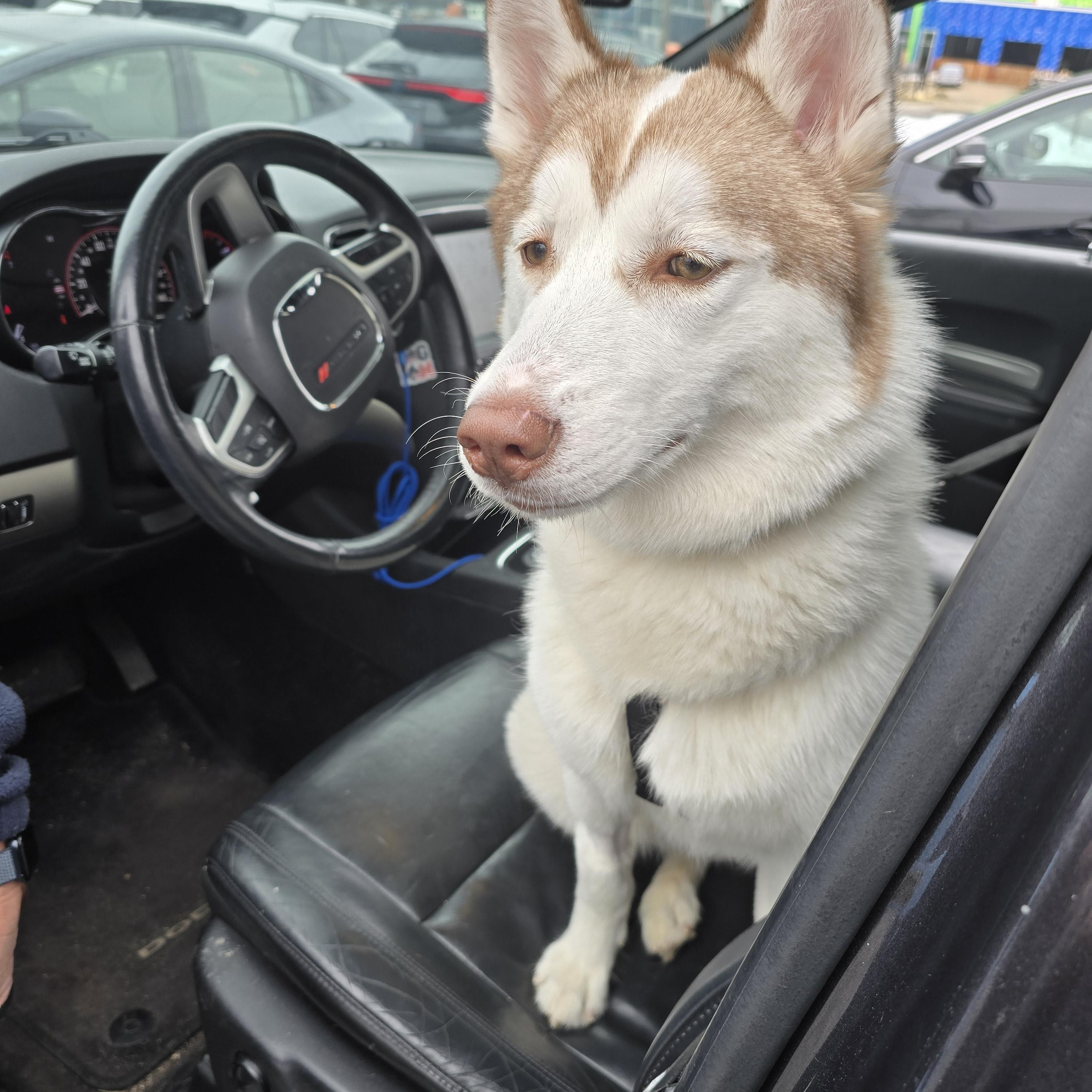 Enlarge Callie, a Adoptable Siberian Husky in MT LAUREL TOWNSHIP, NJ image 4/5