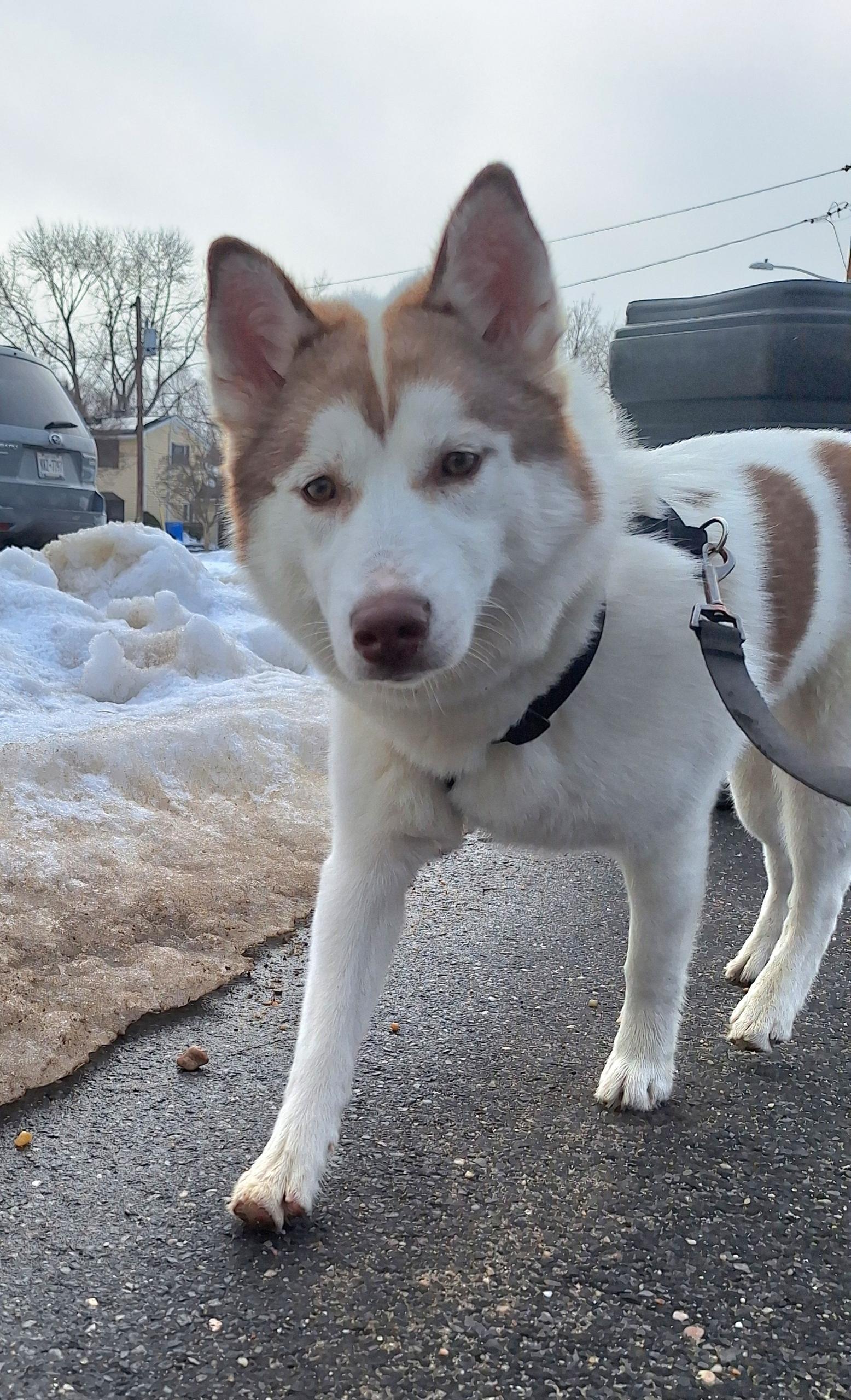 Enlarge Callie, a Adoptable Siberian Husky in MT LAUREL TOWNSHIP, NJ image 3/5