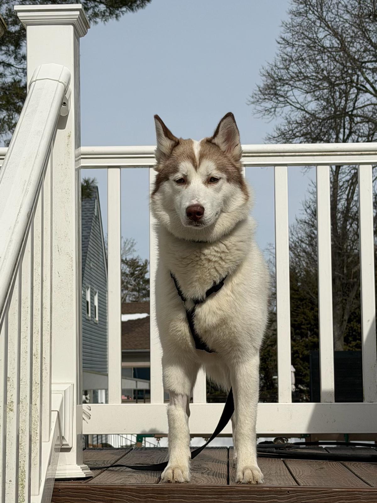 Callie, Adoptable, Puppy Female Siberian Husky.