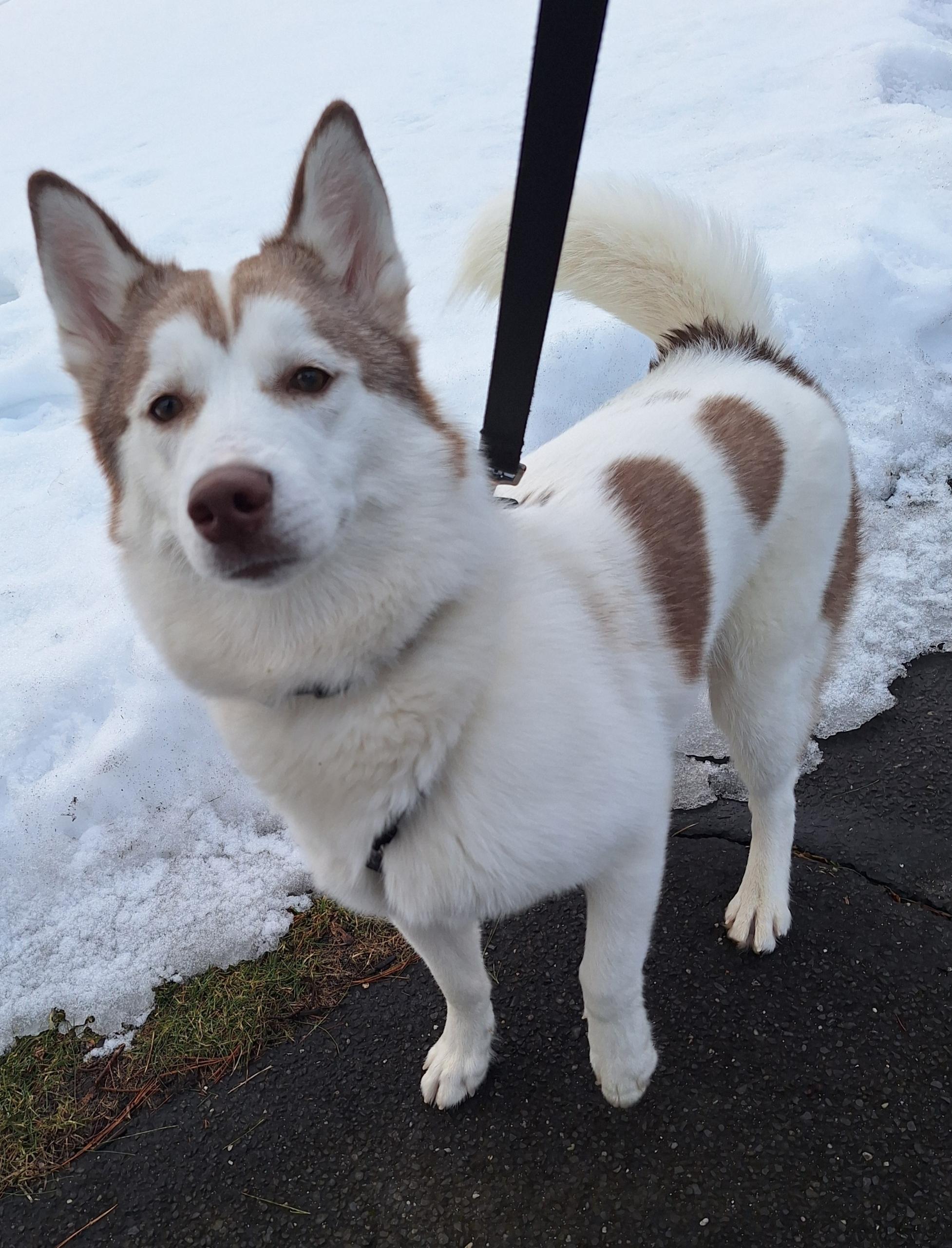 Enlarge Callie, a Adoptable Siberian Husky in MT LAUREL TOWNSHIP, NJ image 2/5