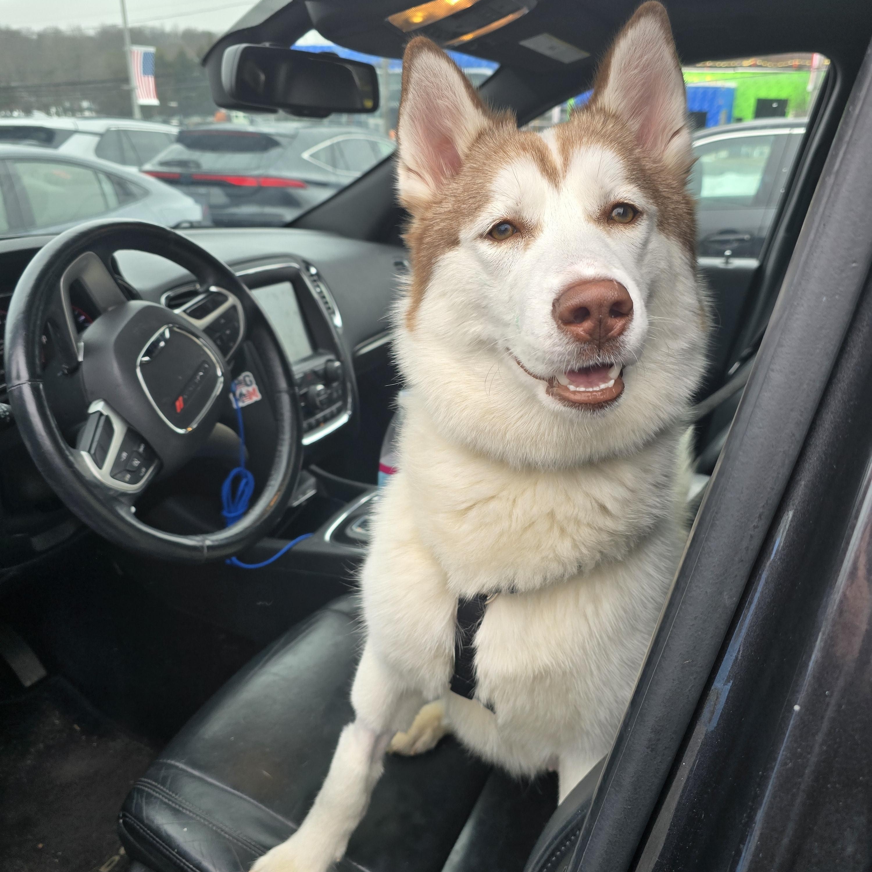 Enlarge Callie, a Adoptable Siberian Husky in MT LAUREL TOWNSHIP, NJ image 5/5